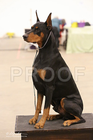 dobe-8260-LR