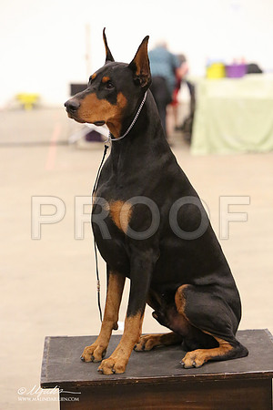 dobe-8261-LR