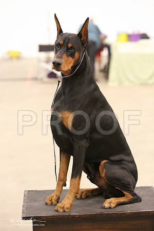 dobe-8262-LR