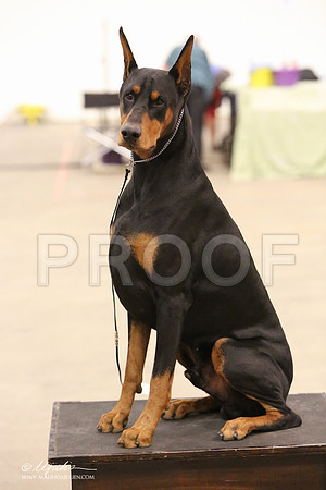 dobe-8263-LR