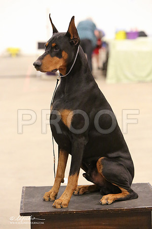 dobe-8267-LR