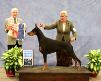 Doberman Pinscher #15 Sun Group 1 Mary Ann Byrns & Pat Onley Agent Teresa Nail Judge R Hartinger  LR Midland Feb 2013