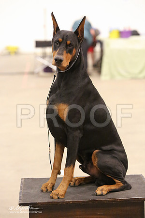 dobe-8265-LR