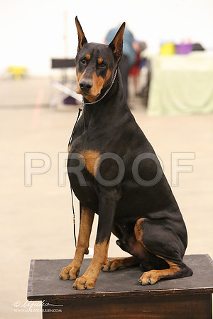 dobe-8264-LR
