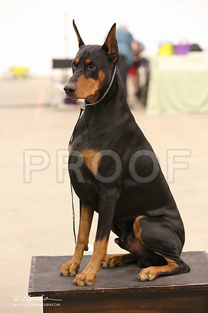 dobe-8266-LR