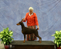 Doberman Pinscher Irina Sasu LR Midland Feb 2013