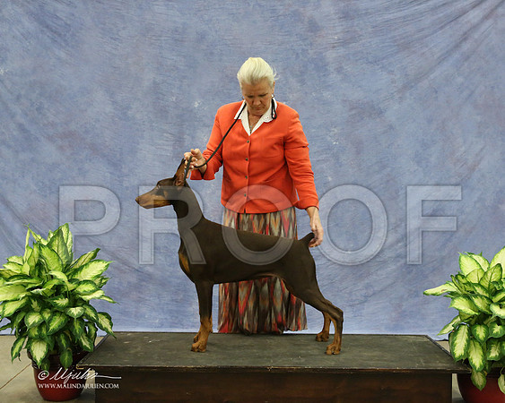 Dobe-9560-LR