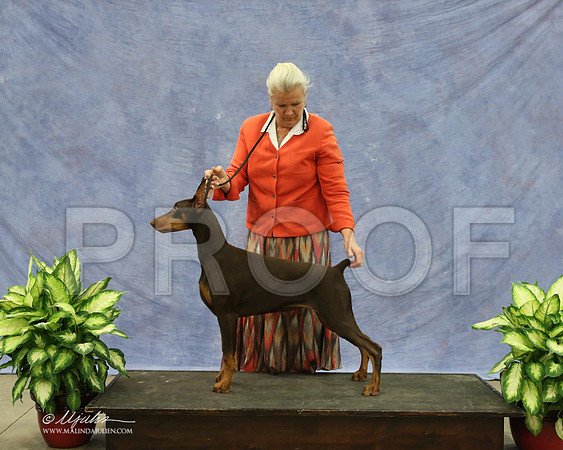 Dobe-9562-LR