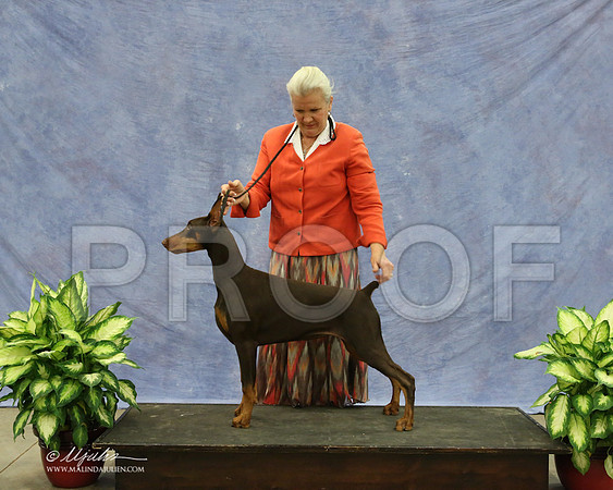 Dobe-9563-LR