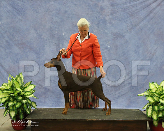 Dobe-9561-LR