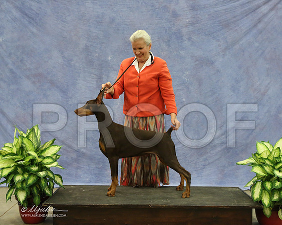Dobe-9565-LR