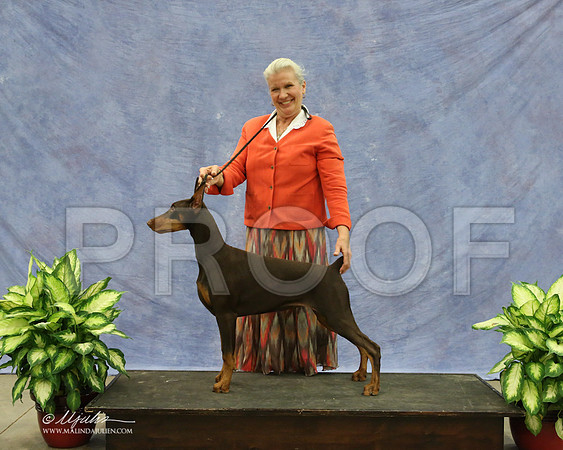Dobe-9566-LR