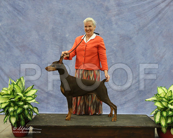 Dobe-9568-LR