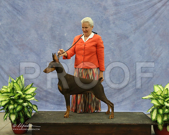 Dobe-9573-LR