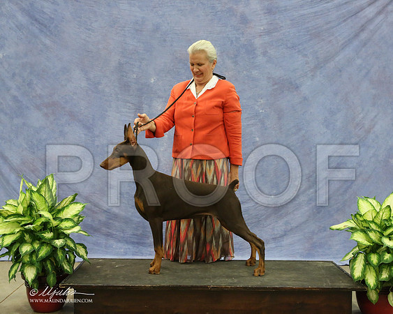 Dobe-9574-LR