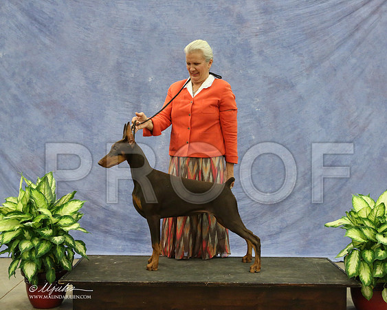 Dobe-9575-LR