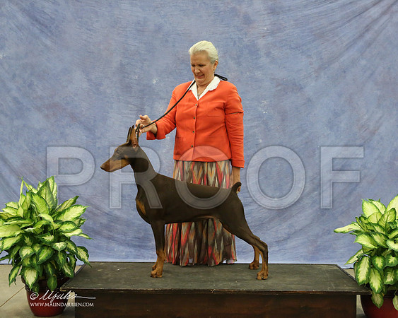 Dobe-9576-LR