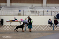 Doberman Pinscher Sat Ring LR Midland Feb 2013