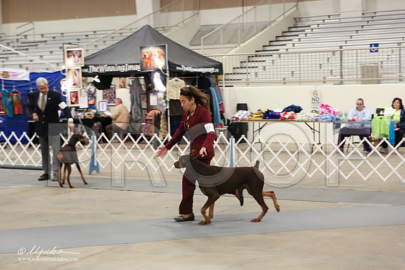 dobe-1799-LR