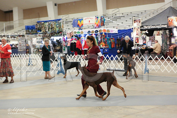 dobe-1804-LR