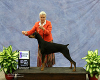 Doberman Pinscher Winners Bitch #8 Irina Sasu Agent Teresa Nail  Judge R Hartinger LR Midland Feb 2013