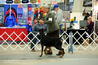 Doberman Sun Ring LR Midland Feb 2013