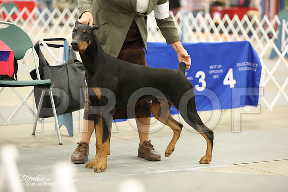 dobe-6938-LR