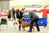Dogues de Bordeaux Sat Ring LR Midland Feb 2013
