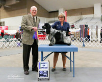 English Cocker Spaniel #5 BOB Sat Jennifer Smith & Sara Morris Judge Robert Boothe  LR Midland Feb 2013