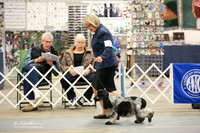 English Cocker Spaniel Sat RingLR Midland Feb 2013