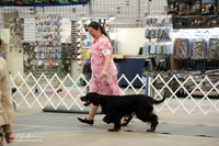 English Setter Sun Ring LR Midland Feb 2013