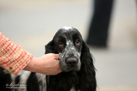 English Spring Spaniel Sun Ring LR Midland Feb 2013