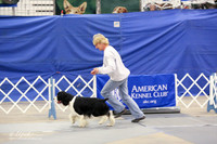 English Springer Spaniel B Match Ring Fri LR Midland Feb 2013