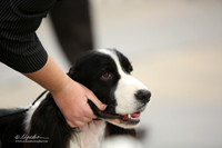 English Springer Spaniel Sat Ring  LR Midland Feb 2013