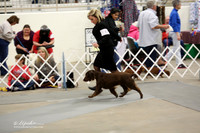 Field Spaniel Sat 2 Ring LR Midland Feb 2013