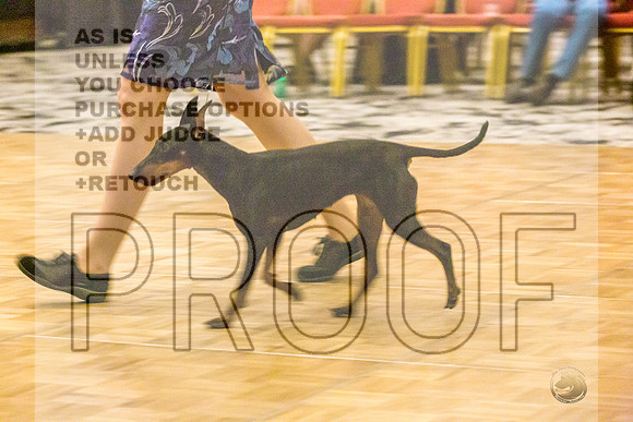 Manchester Terrier MTOY Candids-JJL_2063-Hstn2022_HR3