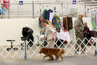 Finnish Spitz Sun Ring LR Midland Feb 2013