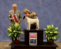 Fox Terrier Smooth #8 Sun Group 2 Linda Nelson Nelson Schuler Agent Rebecca Gear Judge R Hartinger LR Midland Feb 2013