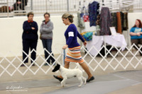 Fox Terrier Smooth Sat Ring LR Midland Feb 2013
