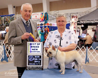 French Bulldog #18 Sun BOB New Ch Stephanie Roberts Judge R Hartinger LR Midland Feb 2013