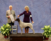 German Shorthaired Pointer #8 Sun Group 4 Barbara McNeil Judge R Hartinger LR Midland Feb 2013