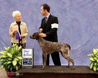 German Shorthaired Pointer #9 Sun Best of Winners  Sharon Veeder  & Diedre Steele  Judge P Hartinger  LR Midland Feb 2013