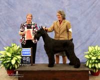 Giant Schnauzer #8 Sat Bred By Exhibtor Group 1 Kathy Heschke Judge A Inman LR Midland Feb 2013
