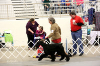 Giant Schnauzer Sat Ring  LR Midland Feb 2013