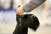 Giant Schnauzer Sun Ring LR Midland Feb 2013