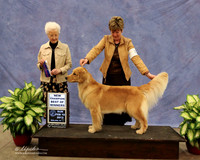 Golden Retriever #8 Sun Best of Winners Mike & Carol Abernathy Judge P Hartinger LR Midland Feb 2013
