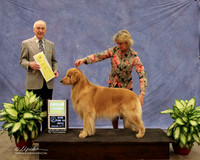 Golden Retriever #9 Rita Robins & Denise Reel Agent Rebecca Gear Judge R Hartinger  LR Midland Feb 2013
