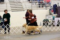 Golden Retriever Sat Ring LR Midland Feb 2013