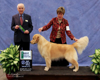 Golden Retriever Winners Dog CHANGE WIN BOARD BBE Carol Abernathy LR Midland Feb 2013