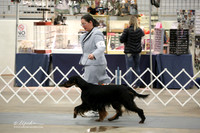 Gordon Setter Sat Ring LR Midland Feb 2013